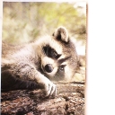 Raccoon 