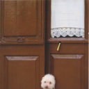 Menorca - Door and dog