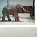 Baby Elephant