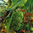 Banana tree and Pointsettia