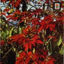 Flowers of 