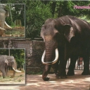 Pinnawala Elephant Orphanage