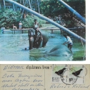 Bathing time after Work - Bentota