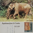 Mother and Baby at Yala Reserve
