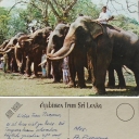 Elephants Lining up in Colombo