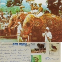 Elephants ready for Parade