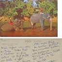 Elephants taking a bath in Kandi