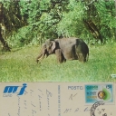 Elephant in Yala National Park
