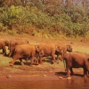 Herd of Elephants in Periyar, Keraia