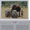 Elephant helping a Farmer