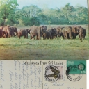 Herd of wild Elephants at Lahugalla