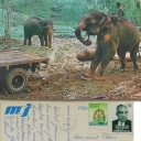 Elephants Holding Logs