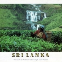 Thalawakale Tea Plantation at St. Clairs Waterfall