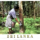Rubber Plantation at Kalutura