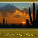 Cacti in te sunset