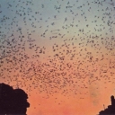 Bat flight from Carlsbad Caverns National Park