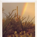 Desert Storm, Saguaro National Monument, Arizona