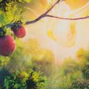 Bountiful Harvest