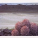 Death Valley. Saline Range Sand Dunes. Cottontop Cactus