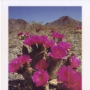 Death Valley. Funeral Mountains. Beavertail Cactus