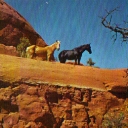 A Palmamino and black in the red rocks of Oak Creek Canyon