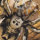 Giant Spider