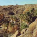 Joshua Tree National Park. Cottonwood Spring