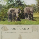 Elephants