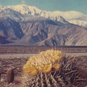 Springtime contrast on the desert