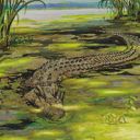 Lurking Crocodile