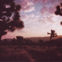 Joshua Tree National Park. Sunrise # 9