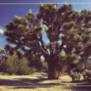 Joshua Tree National Park. Blooming Joshua Tree