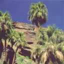 Indian Canyons, Palms Springs, CA