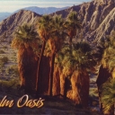 Palm Oasis
