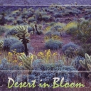 California. Desert in Blooms. Cholla cactus