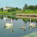 Mute Swans in the salt ponds