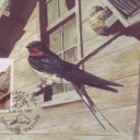Barn Swallow