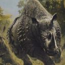 Stampeding Rhino