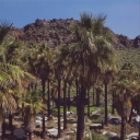 Indian Canyons. Palms