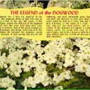 The Legend of Dogwood