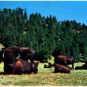 The North American Bison