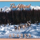Dog team racing in Alaska
