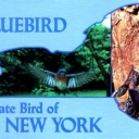 Eastern Bluebird, State Bird of New York