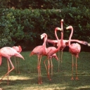 The colorful beauty of Flamingos in Florida