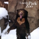Malayan Sun Bear at Lincoln Park Zoo, Chicago