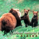 Grizzly Bear and Cubs - Denali National Park, Alaska
