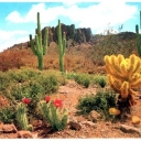Colorful part of the Arizona Desert
