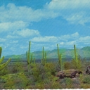 Giant Saguaros, South of Arizona
