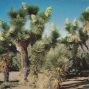 Joshua Trees Bloonimg In California