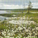 Polarull, Lappland